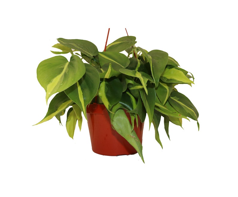 Philodendron Brazil  6 from California Tropicals image 1