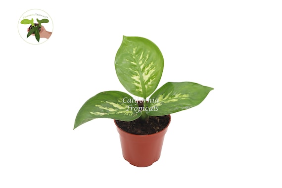 Dieffenbachia Compacta (Tropical Snow) - 4'' from California Tropicals