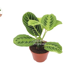 Lemon Lime Maranta - 4&quot; from California Tropicals
