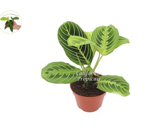 May include: A potted Maranta leuconeura plant, also known as a prayer plant, with vibrant green leaves and striking light green veining. The plant is in a brown plastic pot. The text "California Tropicals" is visible.