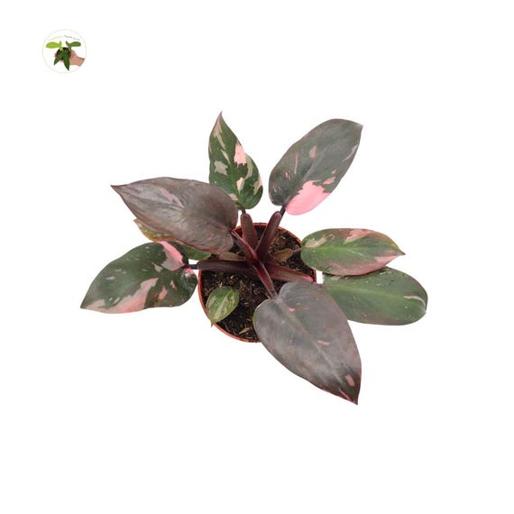 Rare Philodendron Pink Princess Tropical House Plant, High Variegation - 4'' from California Tropicals