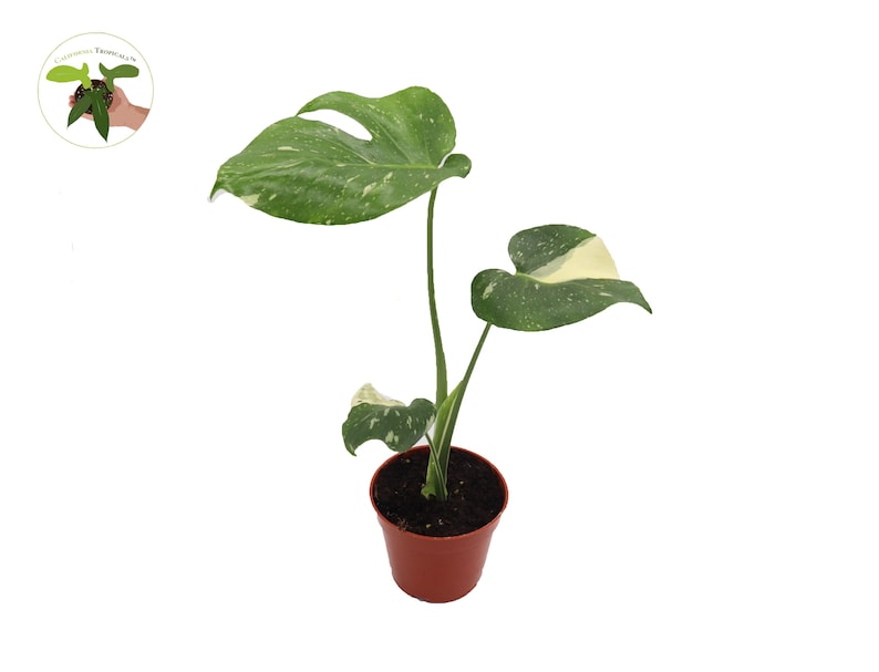 California Tropicals Monstera Thai Constellation