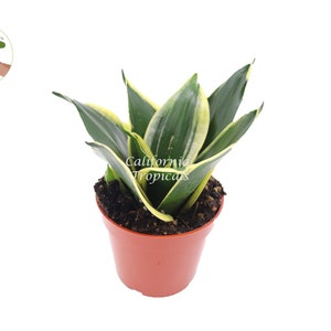 Sansevieria Black Gold - 4&quot; from California Tropicals