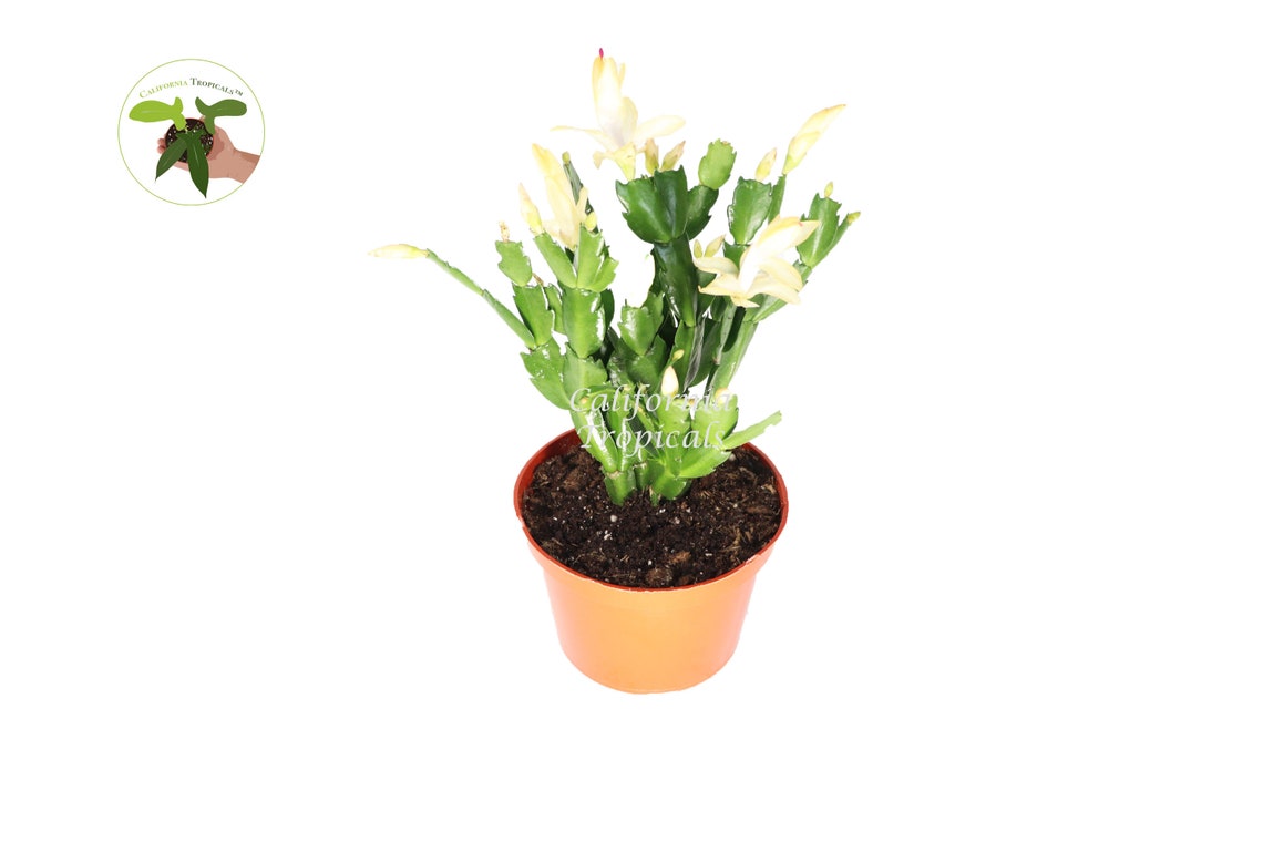 Christmas cactus yellow closeup Yellow Christmas Cactus 6'' from Tropical Ambiance | Etsy