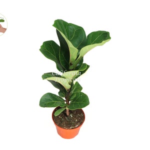 Dwarf Fiddle Leaf Fig - 4'' from California Tropicals