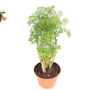 Ming Aralia - 8&#39;&#39; from California Tropicals
