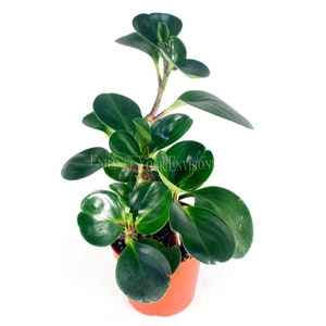 Peperomia Obtusifolia - 4'' from California Tropicals