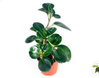 Peperomia Obtusifolia - 4'' from California Tropicals