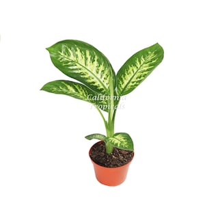 May include: A green and yellow Dieffenbachia plant in a red pot. The plant has large, variegated leaves with a white background and green markings.