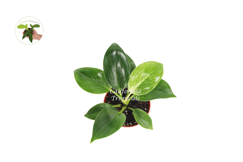 Birkin Philodendron Variegated