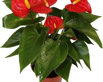 Anthurium Red 6 Inch Pot - Live House Plants Indoor,for Easy Care, Perfect for Office and Home