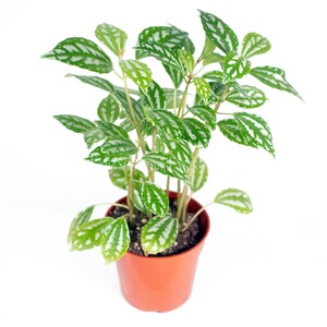 Pilea Cadierei (Aluminum Plant) - 4" from California Tropicals