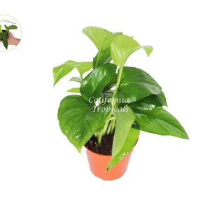 Green queen Jade Pothos - 4'' from California Tropicals