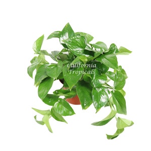 Green Queen Pothos - 6&quot;  from California Tropicals