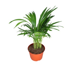 Areca Palm (Golden Cane Palm) -  6''from California Tropicals
