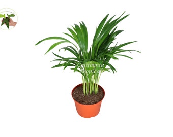 Areca Palm (Golden Cane Palm) -  6''from California Tropicals