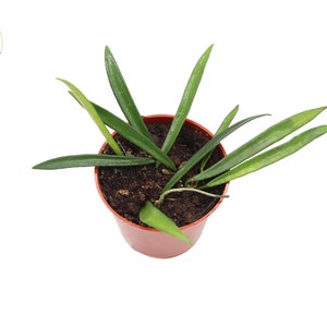 May include: A small green plant with long, thin leaves growing in a brown pot. The plant is a type of air plant.