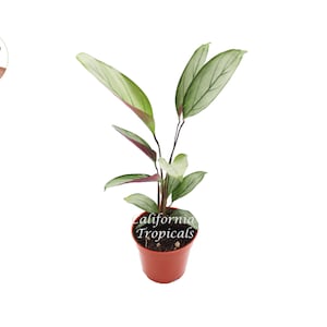Calathea Setosa Grey Star - 4'' de California Tropicals