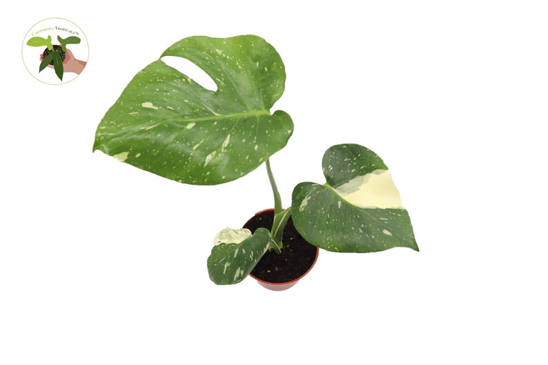 California Tropicals Monstera Thai Constellation - Thumbnail 3