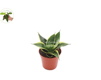 Sansevieria Ocean Star - 4'' from California Tropicals