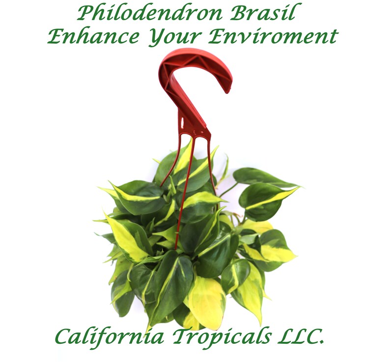 Philodendron Brazil  6 from California Tropicals image 0