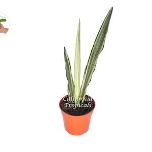 Sansevieria Bentel&#39;s Sensation  - 4&quot; from California Tropicals