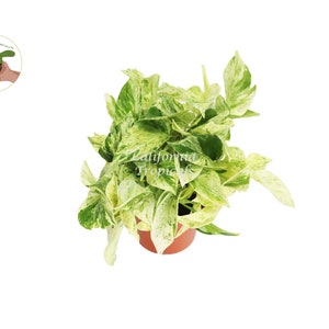Snow Queen Pothos - 6&#39;&#39; from California Tropicals