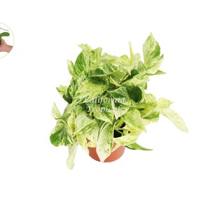 Snow Queen Pothos - 6'' from California Tropicals