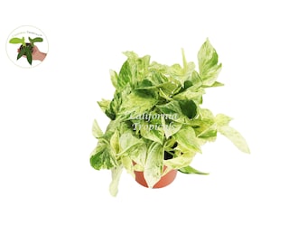 Snow Queen Pothos - 6'' from California Tropicals