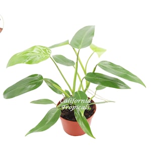 Philodendron Emerald green  - 6&#39;&#39; from California Tropicals