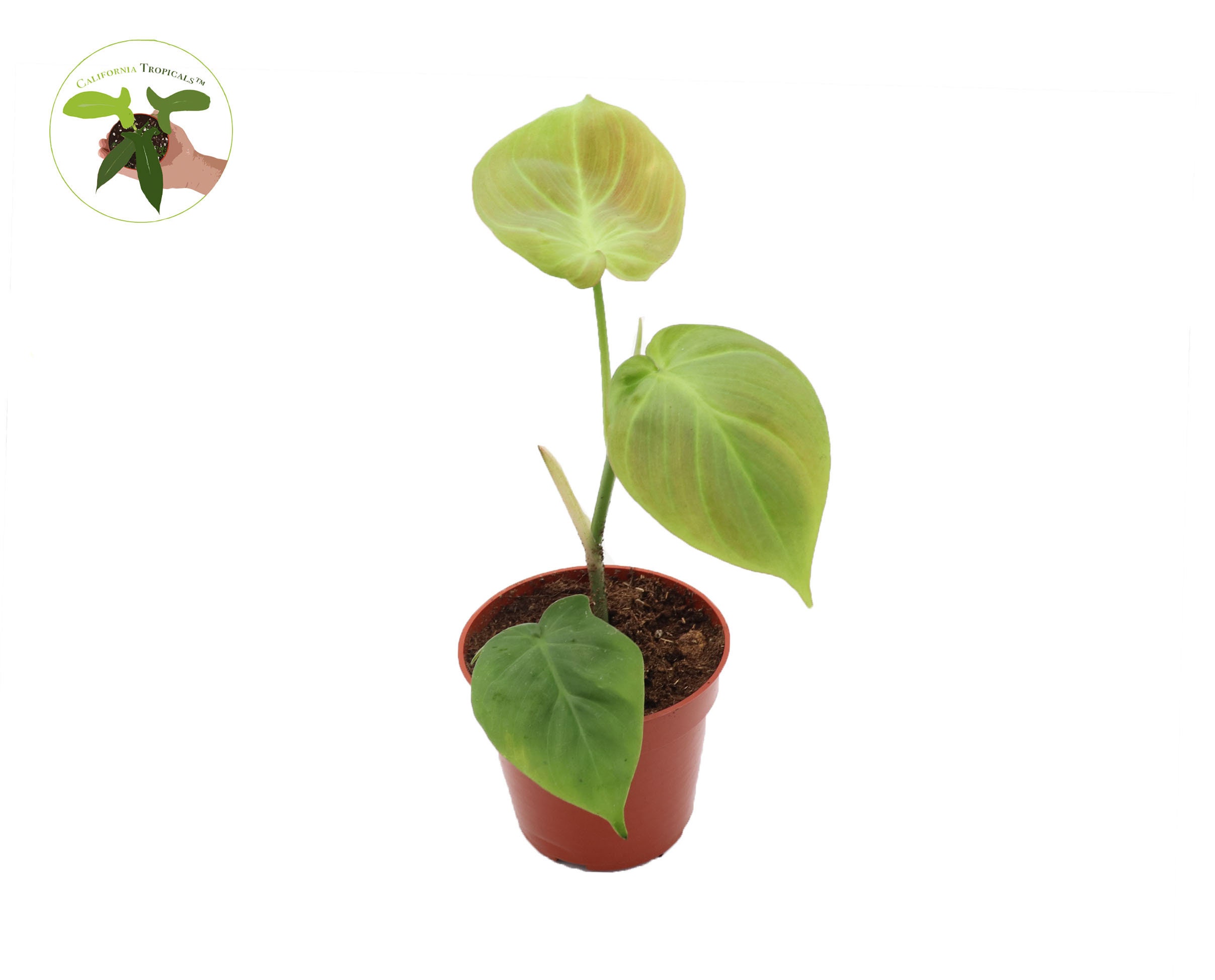Philodendron Camposportoanum 4" -from California Tropicals - Etsy