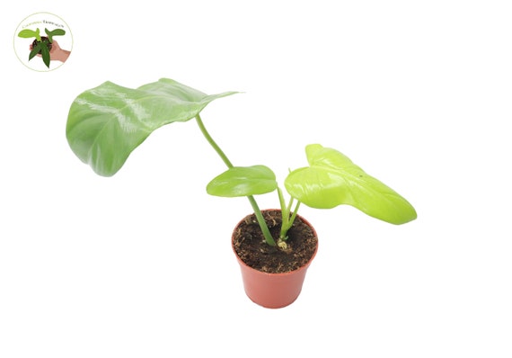 elephant foot succulent plant Buy 'Fairy Elephant's Feet - Frithia Pulchra' Online