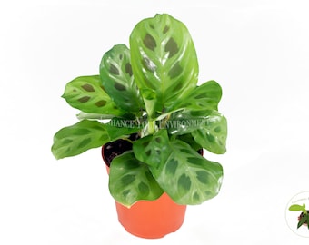 May include: A green potted plant with large, patterned leaves. The plant is in a terracotta pot and is sitting on a white surface. The text "Enhance Your Environment" is visible in the background.