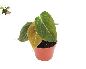 finger plant succulent ET Fingers Variegated Jade 2" Succulent