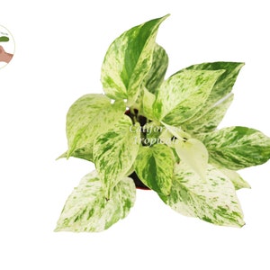 Snow Queen Pothos 4'' from California Tropicals image 2