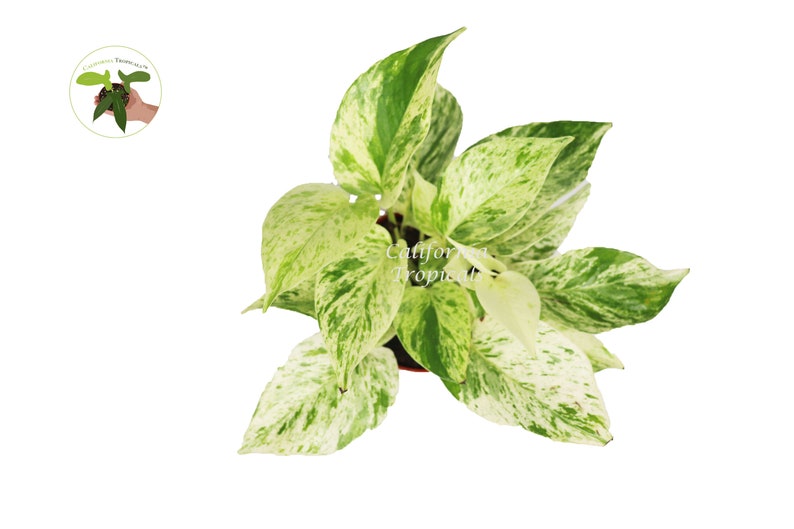 Snow Queen Pothos 4'' from California Tropicals image 2