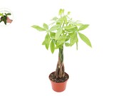 Pachira Aquatica Money Tree - 6 39 39 from California Tropicals