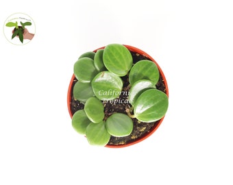 Peperomia Hope - 4'' from California Tropicals