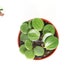 see more listings in the Peperomia section