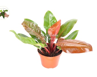 Philodendron (Prince of Orange) - 8'' from California Tropicals