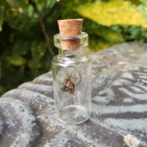 Bottled Ladybug Pupa Exoskeleton, Short (2ml Bottle)