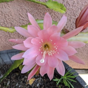Surprise clipping of an Epiphyllum. May be any of the plants shown. If known it will be labeled. Dipped in rooting powder and healthy!