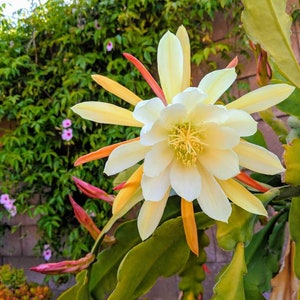 Dutchman's Pipe Epiphyllum-white flower