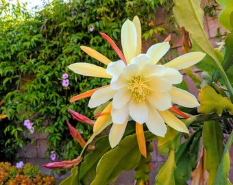 Dutchman's Pipe Epiphyllum-white flower