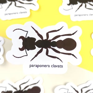 Bullet Ant sticker, insect vinyl sticker for ant lover, 24 hour ant