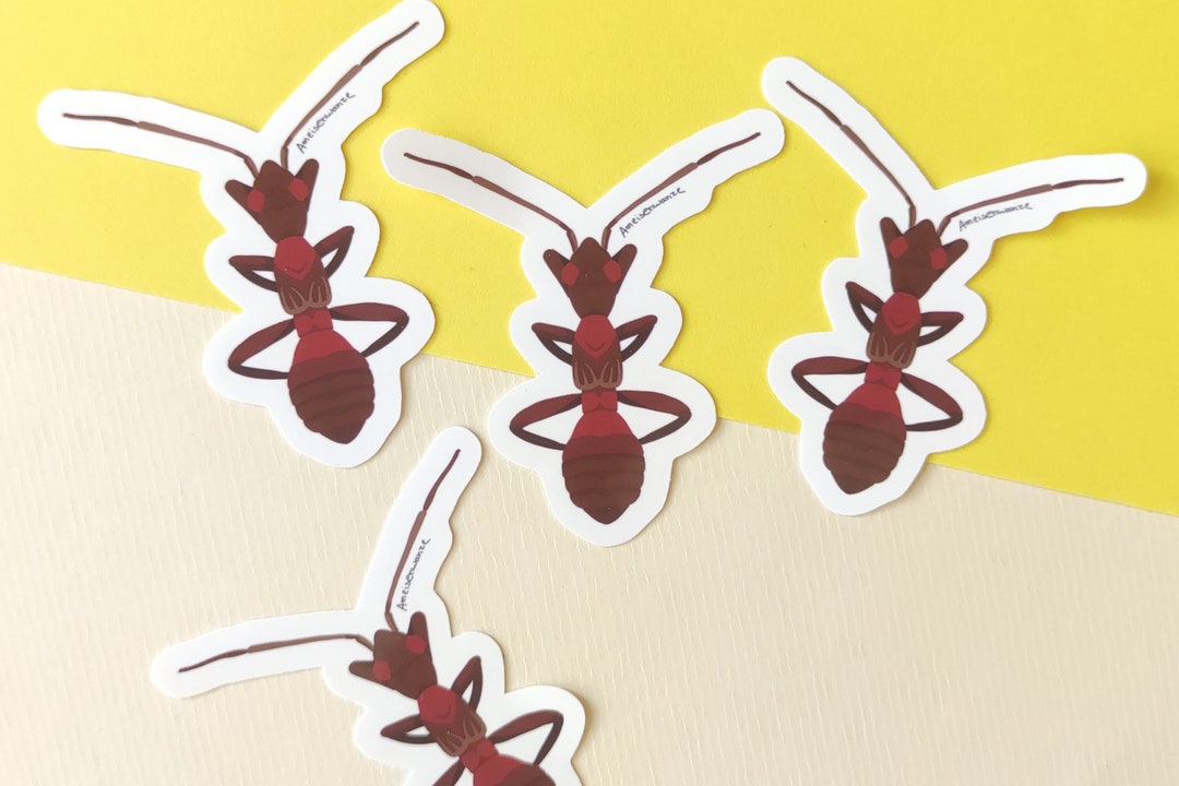 Ant Bug Sticker - Sticker With Drawn Bug - Sticker for Entomologists ...