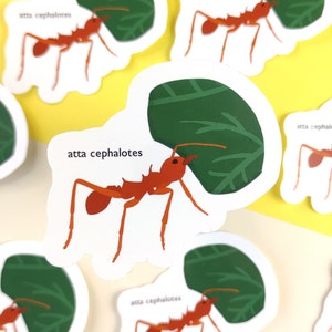 Leafcutter Ant and Leaf, insect vinyl sticker for ant lover