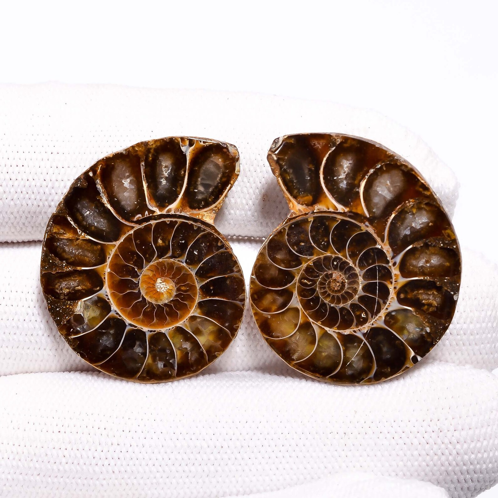 ammonite gemstone ammonite gemstone