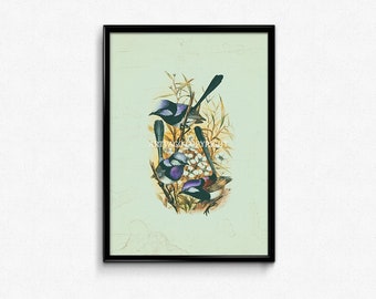 Vintage Birds Print Illustration