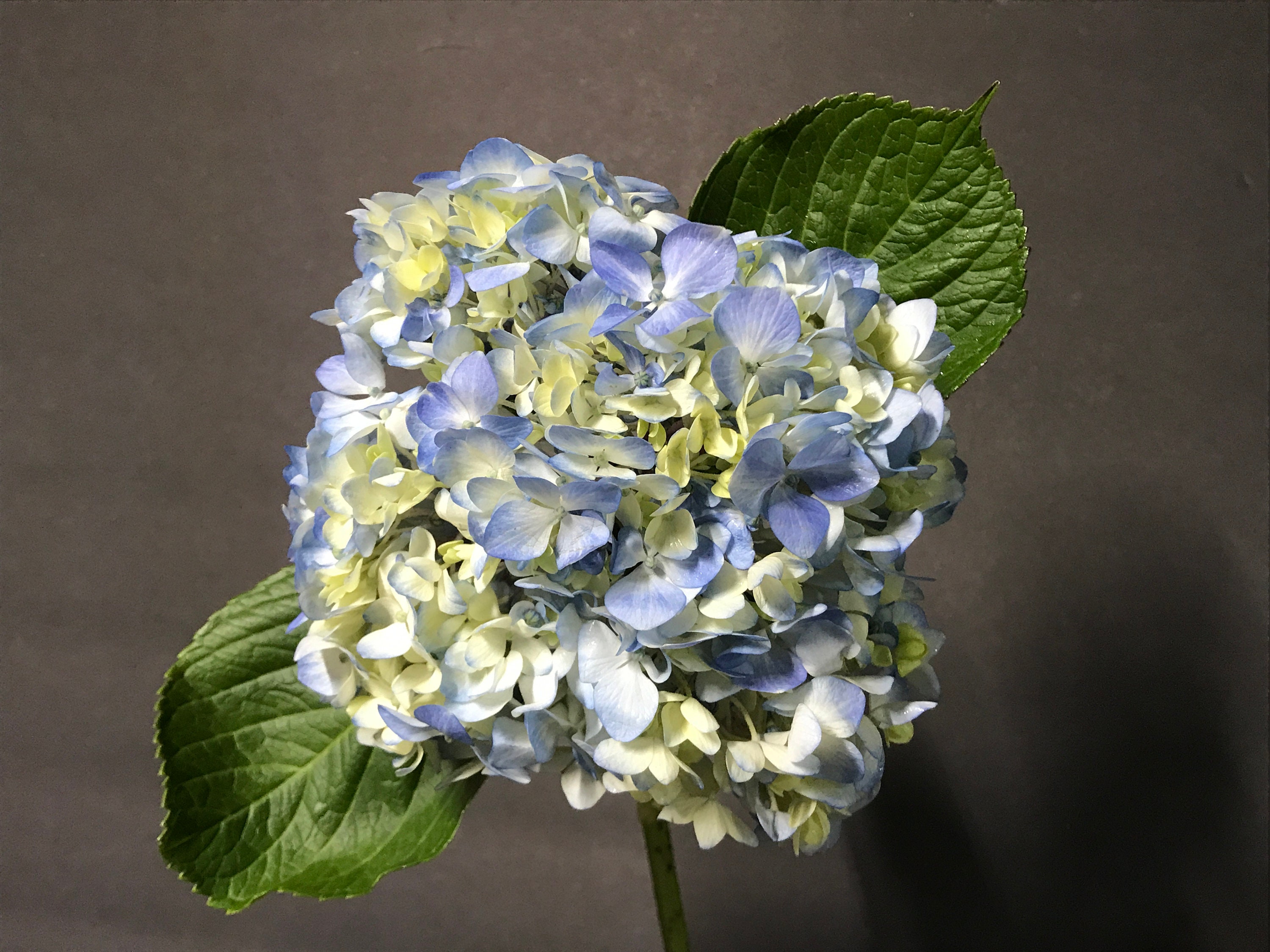 HYDRANGEA LIGHT BLUE Etsy